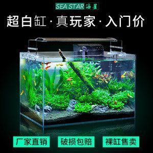超白缸養(yǎng)龍魚好不好養(yǎng)活：超白缸養(yǎng)龍魚好不好養(yǎng)活龍魚的注意事項