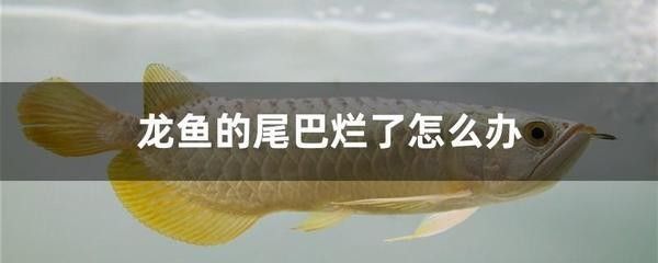 龍魚尾巴爛了：龍魚尾巴爛了可能是由于多種原因導致的