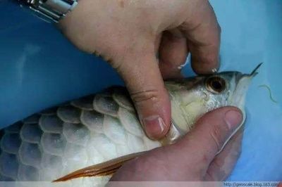 龍魚胸鰭怎么能長得長（龍魚的胸鰭怎么能長得長）