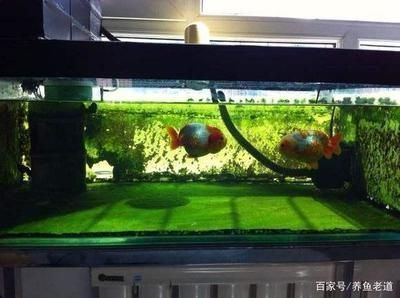 龍魚缸上過濾好還是下過濾好：龍魚缸上過濾和下過濾各有優缺點