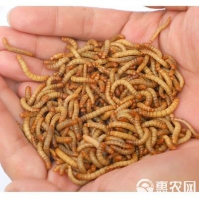 龍魚可以一直吃面包蟲嗎：長期單一喂食可能導致龍魚營養不均衡，但長期單一喂食可能導致營養不均衡