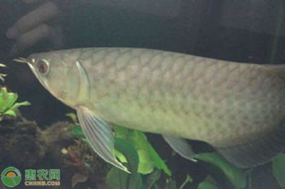 青龍魚價格多少錢一條（青龍魚的價格因多種因素而異）