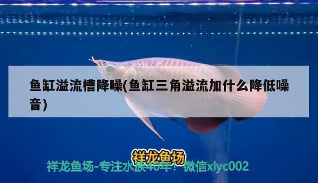 金龍魚壽命多久：金龍魚的壽命一般在15年至數(shù)十年至數(shù)十年不等