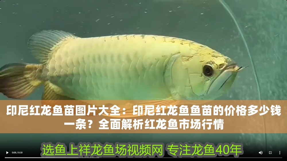 印尼紅龍魚苗圖片大全：印尼紅龍魚魚苗的價格多少錢一條？全面解析紅龍魚市場行情