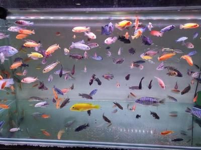 祥龍魚場觀賞魚有哪些品種的魚圖片及價格（祥龍魚場官方網站或其他在線平臺并沒有直接提供所有觀賞魚品種）