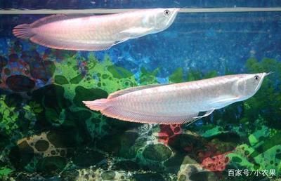 銀龍魚水溫多少合適放開水行嗎：銀龍魚水溫驟降急救措施銀龍魚水溫驟降急救措施 銀龍魚水溫多少合適放開水行嗎：銀龍魚水溫驟降急救措施銀龍魚水溫驟降急救措施 龍魚百科 第4張