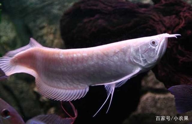 銀龍魚水溫多少合適放開水行嗎：銀龍魚水溫驟降急救措施銀龍魚水溫驟降急救措施 銀龍魚水溫多少合適放開水行嗎：銀龍魚水溫驟降急救措施銀龍魚水溫驟降急救措施 龍魚百科 第3張