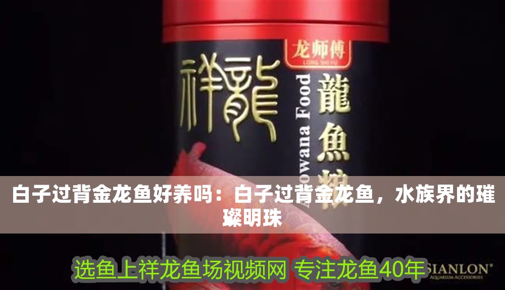 白子過背金龍魚好養嗎：白子過背金龍魚，水族界的璀璨明珠