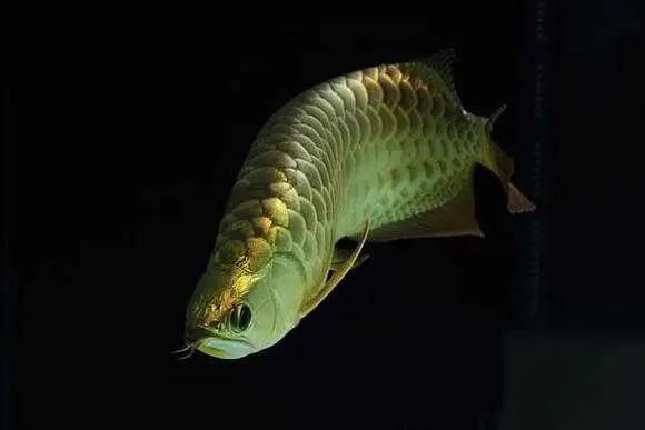 養龍魚燈太亮對魚眼睛好嗎：養龍魚時燈光的選擇和使用對龍魚的健康和外觀有著重要影響