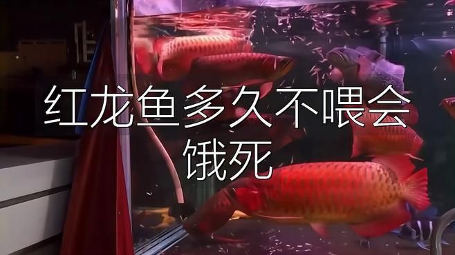 紅龍魚多久不吃東西會死？