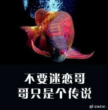 故事中龍魚有何特殊能力？ 故事中龍魚有何特殊能力？ 龍魚百科 第5張