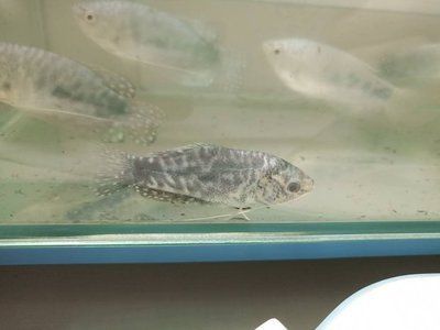 黑背龍魚是什么？：被稱為黑背的龍魚叫什么黑背龍魚叫什么黑背龍魚