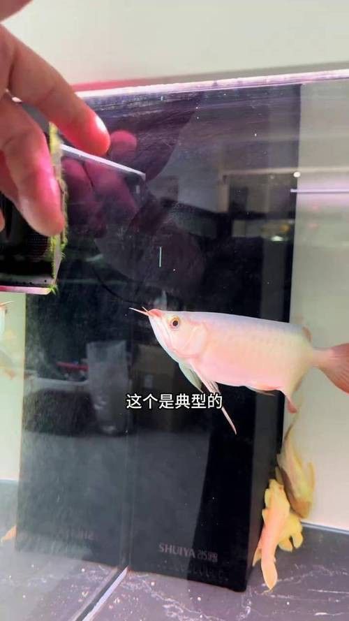 哪個平臺有紅龍幼苗的買家評價