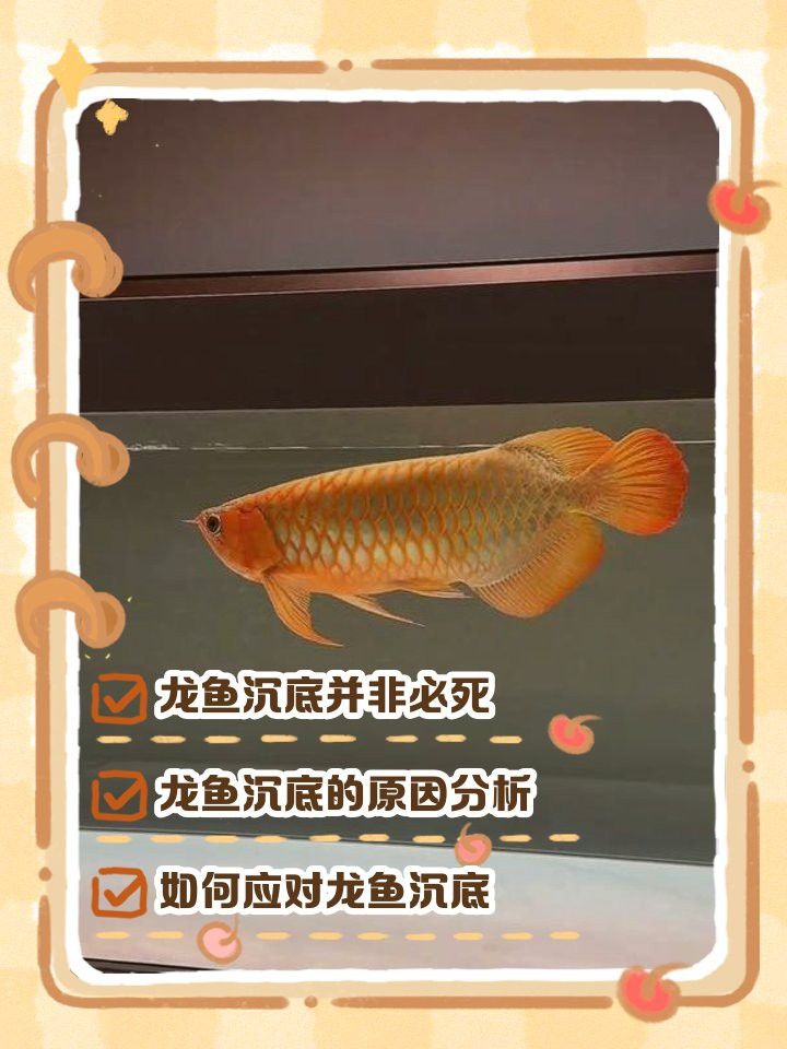 如何判斷龍魚浮頭沉尾是否嚴重