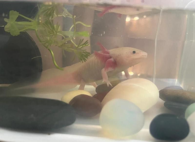 六角恐龍魚食量有多大