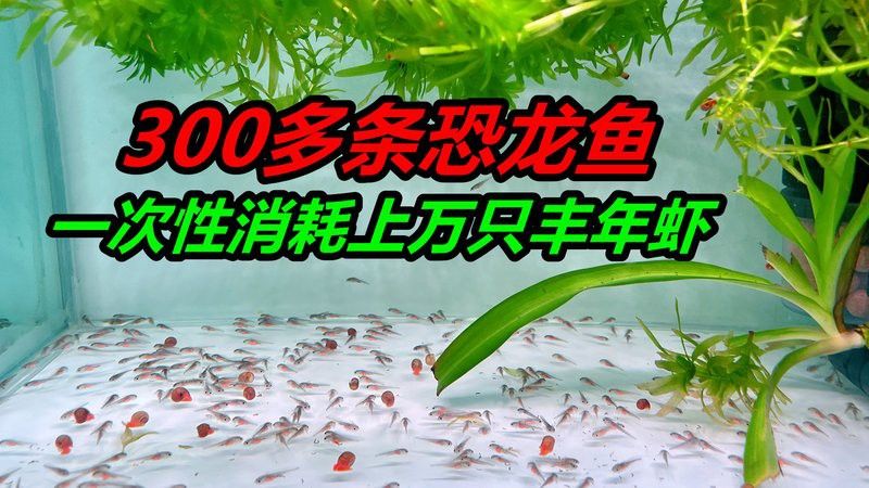 六角恐龍魚食量有多大
