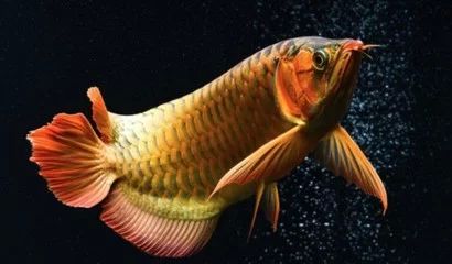 金龍魚60厘米價格：金龍魚一條多少錢