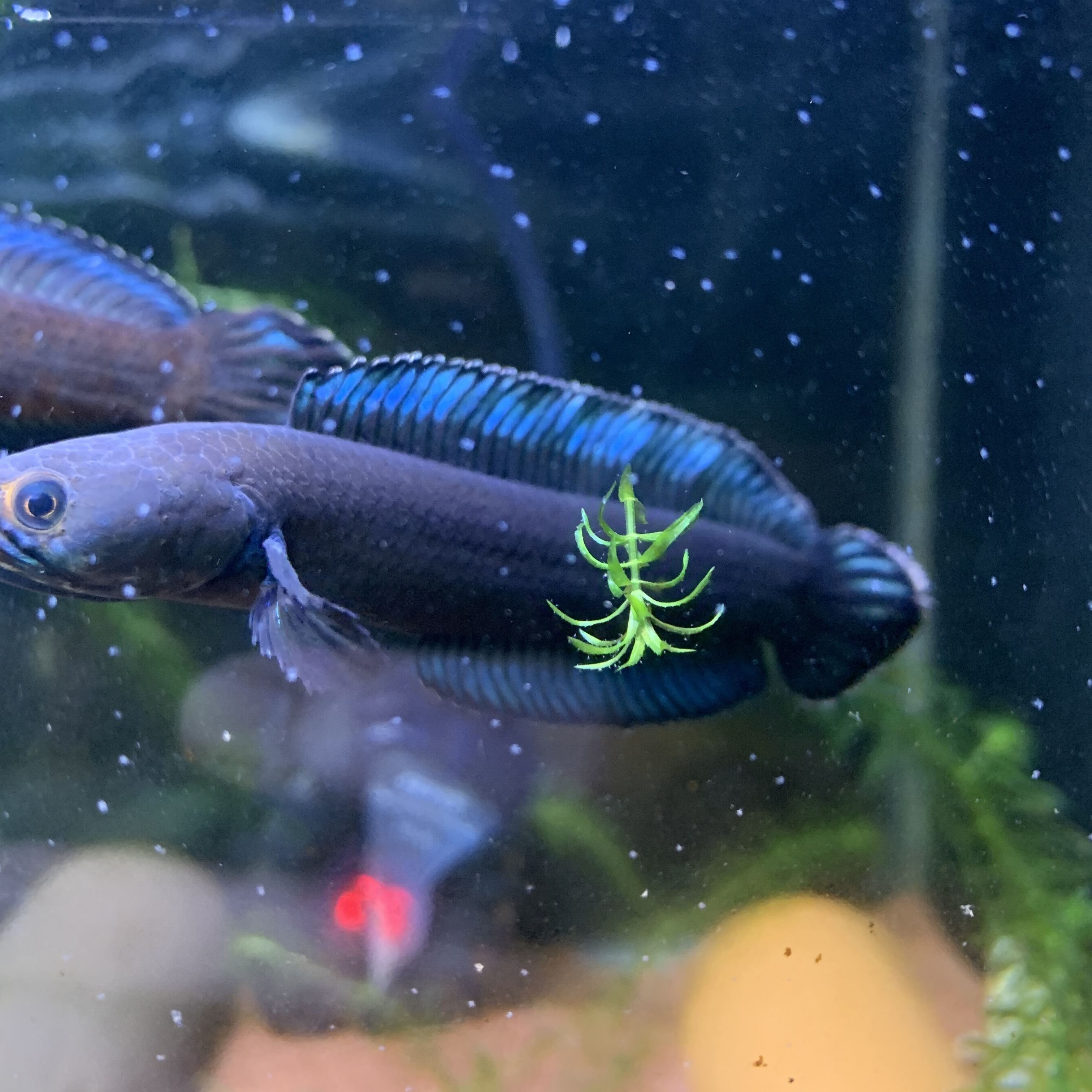 龍魚鉆石眼什么意思：如何鑒別天然鉆石眼龍魚