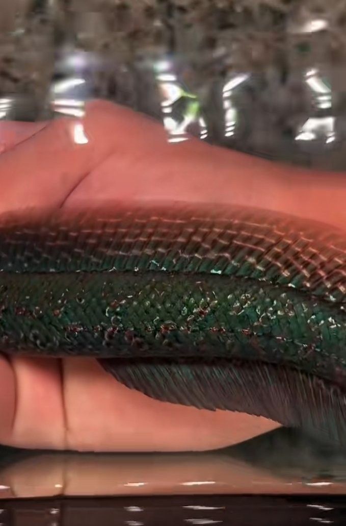 青龍魚長大后圖片視頻大全