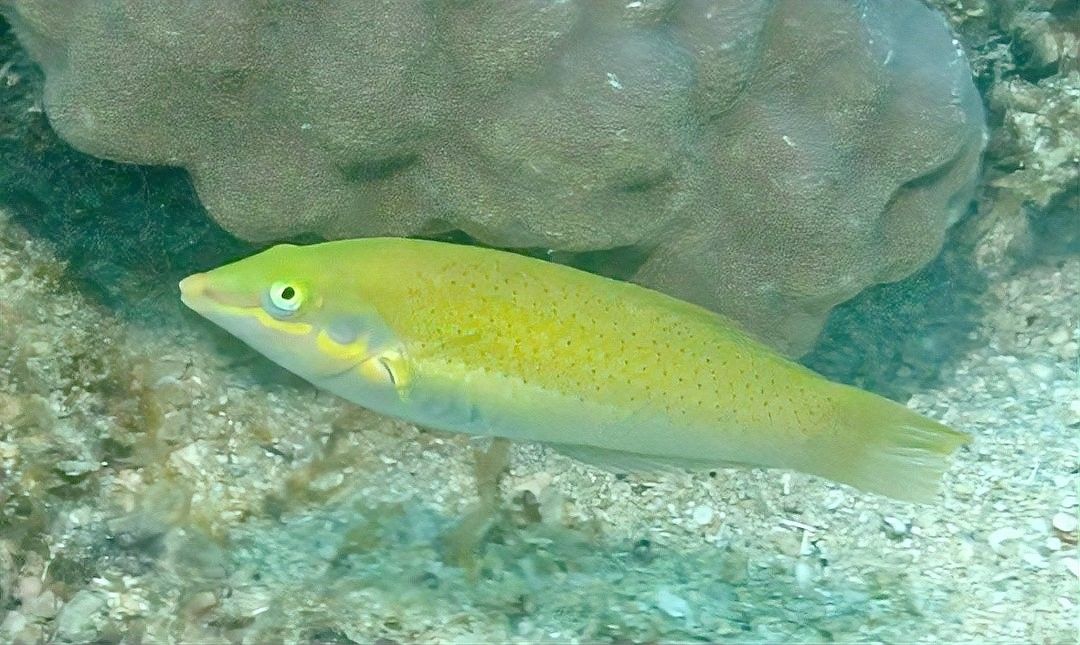 青龍魚長大后圖片視頻大全