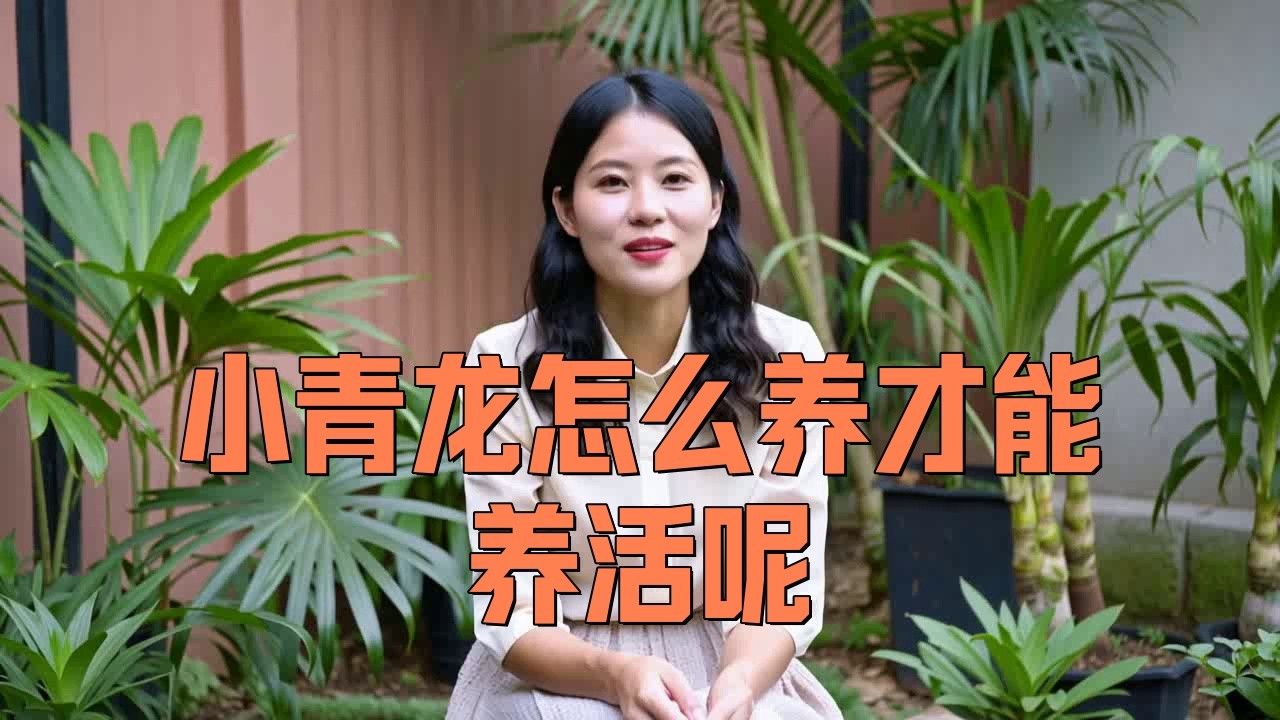 青龍魚長大后圖片視頻大全