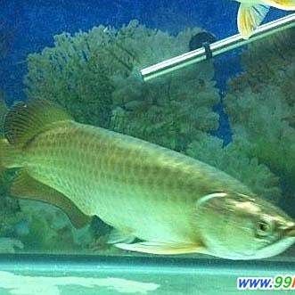 青龍魚長大后圖片視頻大全