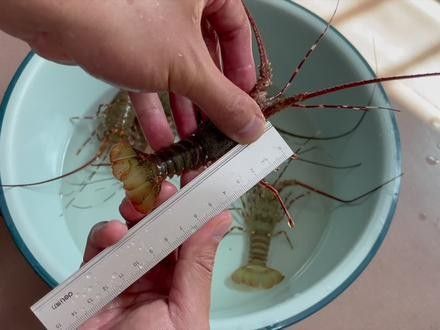 青龍魚長大后圖片視頻大全