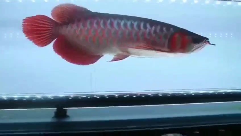 30公分紅龍魚一天喂多少蝦：30公分紅龍魚喂食量需要根據大小和生長階段來適當調整