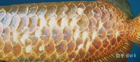 龍魚鱗片發黑解決辦法：龍魚鱗片發黑怎么辦