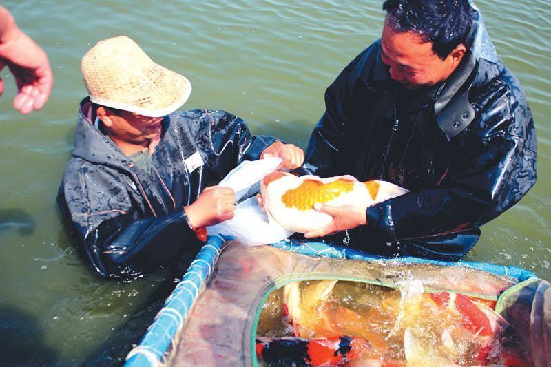 錦鯉魚為什么那么貴