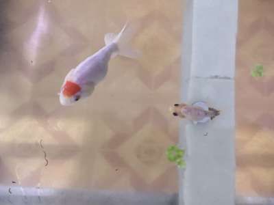 龍魚攻擊錦鯉的可能性（龍魚會攻擊和吃掉錦鯉嗎？）