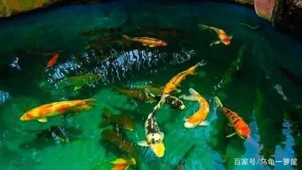 龍魚攻擊錦鯉的可能性（龍魚會攻擊和吃掉錦鯉嗎？）