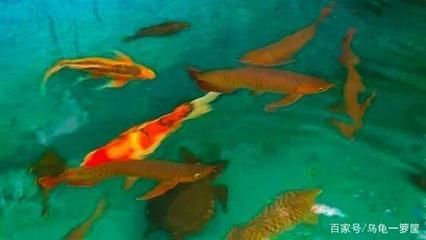 龍魚攻擊錦鯉的可能性（龍魚會攻擊和吃掉錦鯉嗎？）