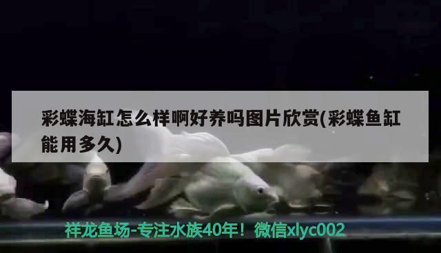 龍魚混養搭配圖片欣賞：龍魚混養如何喂食