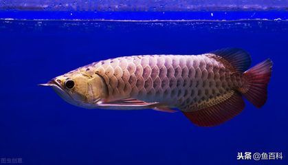 龍魚趴缸原因分析：龍魚趴缸是一個復雜的問題，