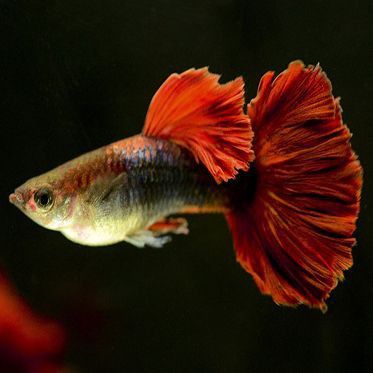 魚尾巴充血