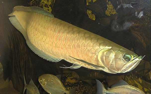 鯉魚躍龍門的故事詳細 鯉魚躍龍門的故事詳細 龍魚百科 第3張
