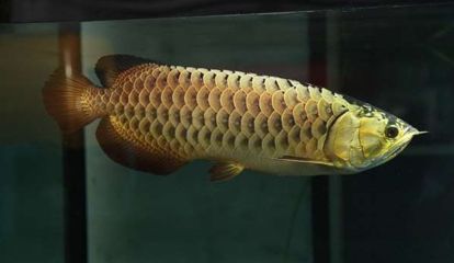 龍魚咬埃及嗎（龍魚與埃及神仙魚可以和埃及神仙魚混養嗎龍魚可以和埃及神仙魚混養嗎） 龍魚咬埃及嗎（龍魚與埃及神仙魚可以和埃及神仙魚混養嗎龍魚可以和埃及神仙魚混養嗎） 龍魚百科 第3張