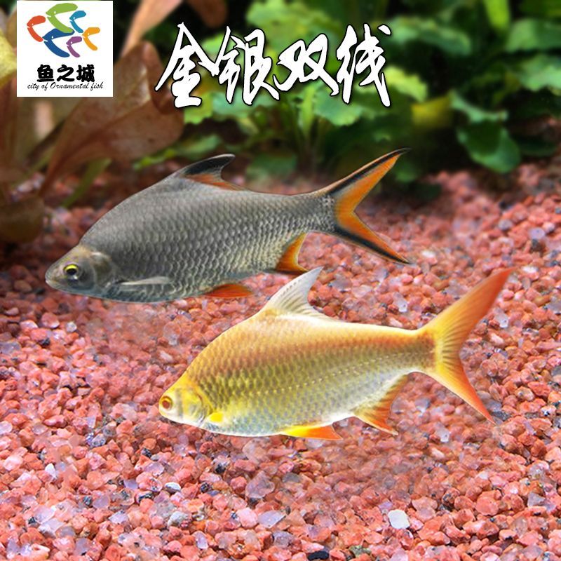 雙線側魚繁殖期飼料品牌推薦：雙線側魚繁殖成功案例分享雙線側魚繁殖成功案例分享