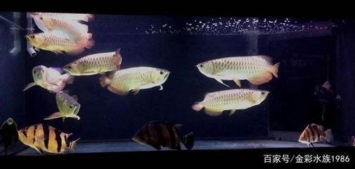 龍魚混養(yǎng)注意事項和禁忌是什么（混養(yǎng)龍魚的注意事項）