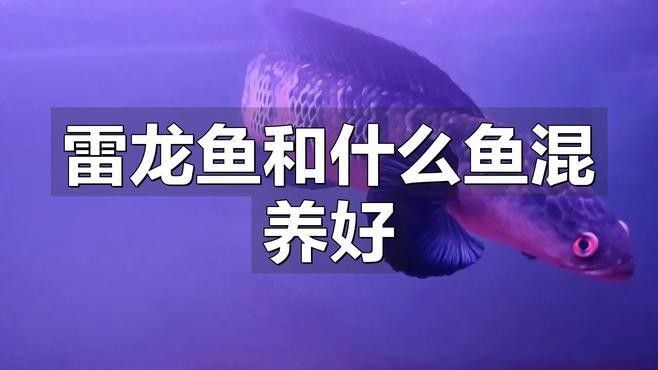 雷龍魚和斑馬魚混養