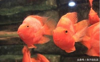 龍魚鸚鵡地圖混養(yǎng)（龍魚、鸚鵡魚可以混養(yǎng)嗎？）