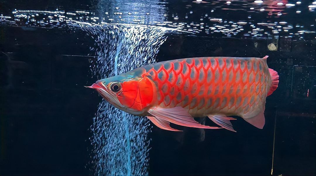 金龍福龍魚屬于什么檔次