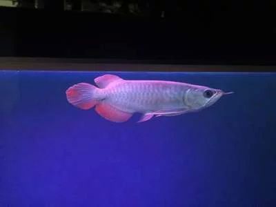 龍魚燈開多久換水：龍魚燈開燈時間和換水頻率