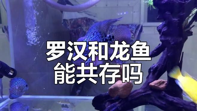 龍魚羅漢魚混養視頻播放 龍魚羅漢魚混養視頻播放 龍魚百科