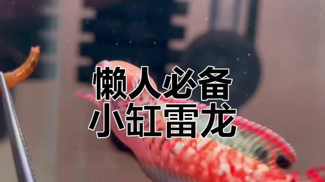 哪種七彩龍魚最容易飼養？ 哪種七彩龍魚最容易飼養？ 龍魚百科 第1張