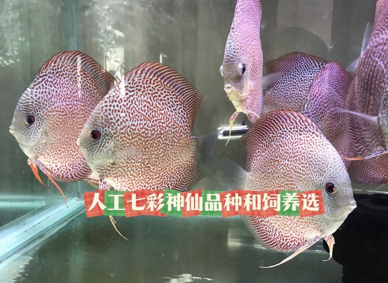 哪種七彩龍魚最容易飼養？ 哪種七彩龍魚最容易飼養？ 龍魚百科 第8張