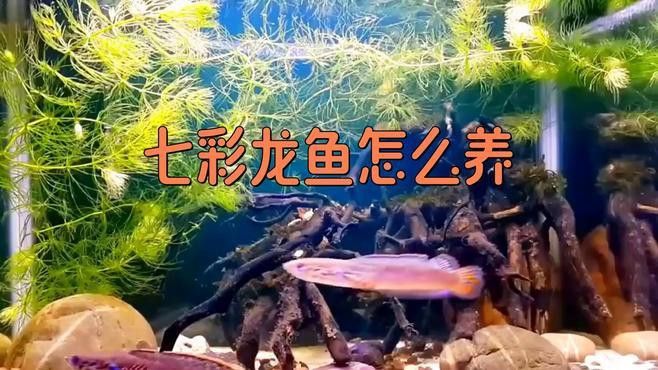 哪種七彩龍魚最容易飼養？ 哪種七彩龍魚最容易飼養？ 龍魚百科 第4張