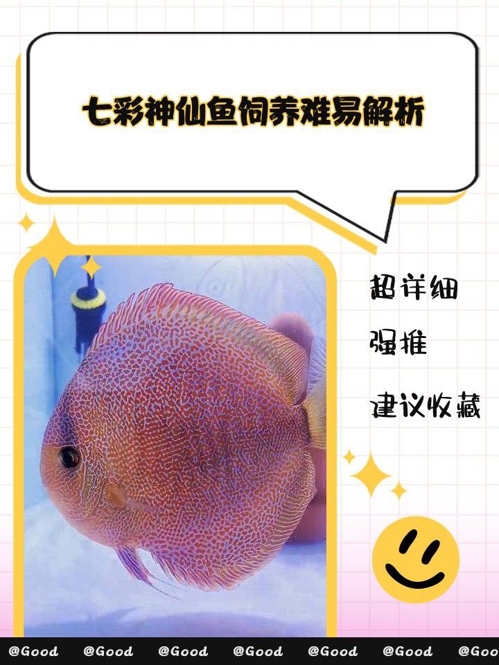 哪種七彩龍魚最容易飼養？ 哪種七彩龍魚最容易飼養？ 龍魚百科 第9張