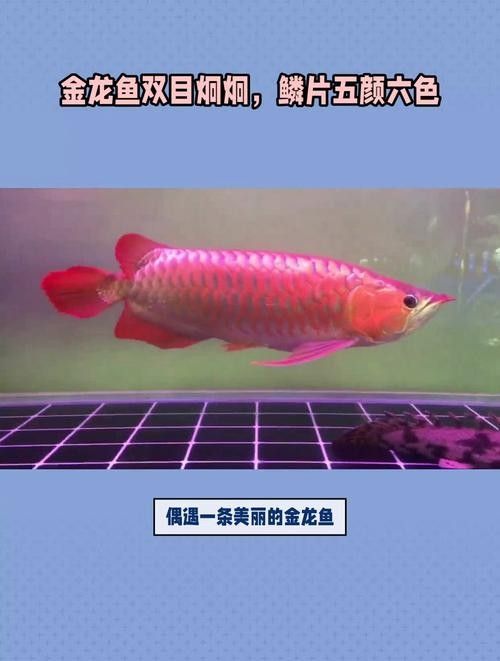 龍魚高背和過背的區別圖解大全